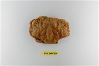 藏品(日本黃道蟹)的圖片